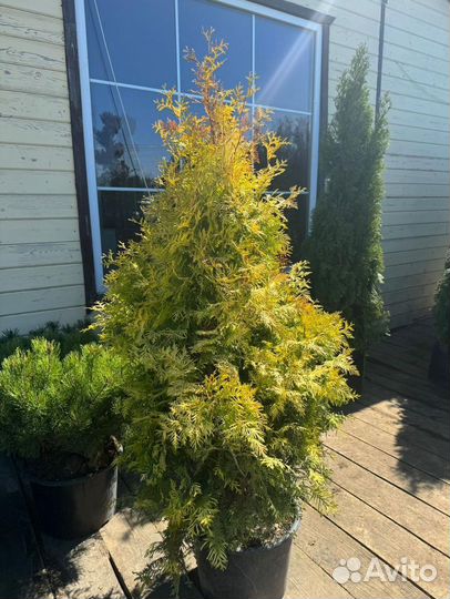 Туя Брабант Голд