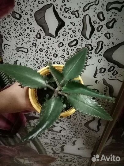 Каланхоэ лечебное