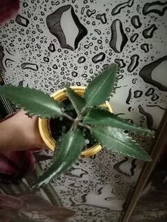 Каланхоэ лечебное