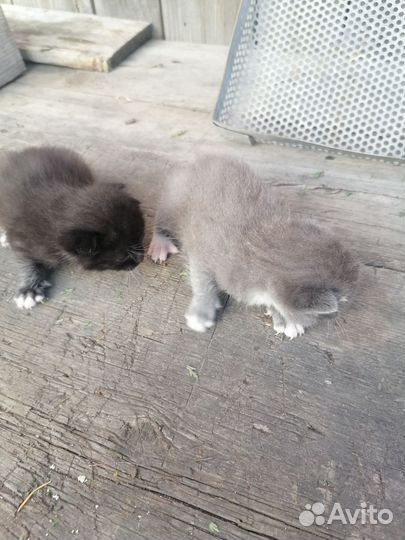 Отдам в добрые руки котят