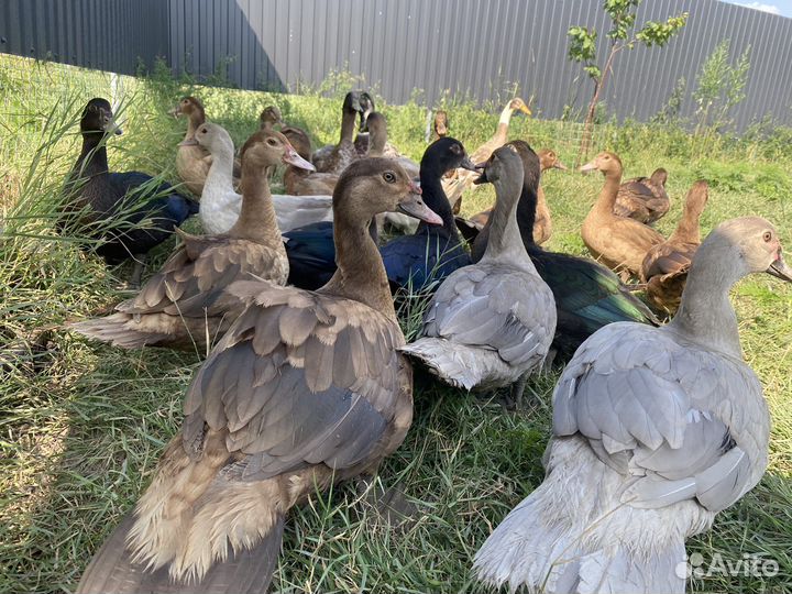 Индоутята Мускусные утята. Тяжелые линии