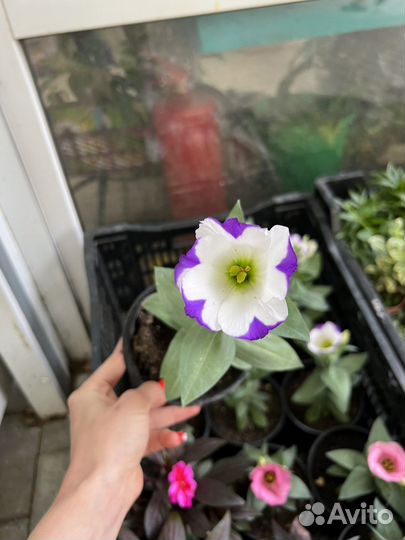 Эустома рассада