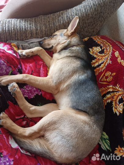 Собака в добрые руки