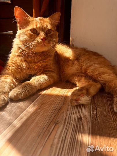 Котята бесплатно