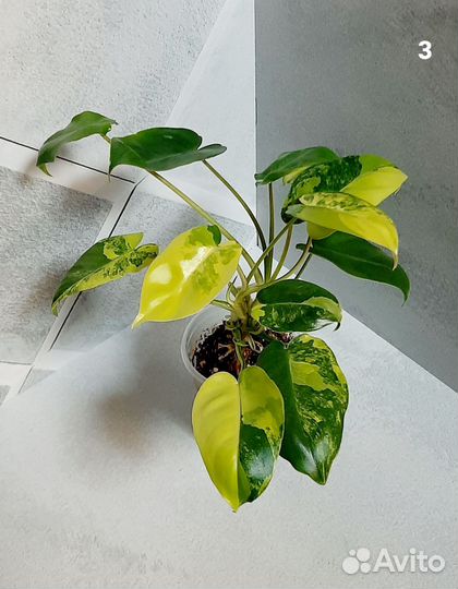 Филодендрон Бурле Маркс