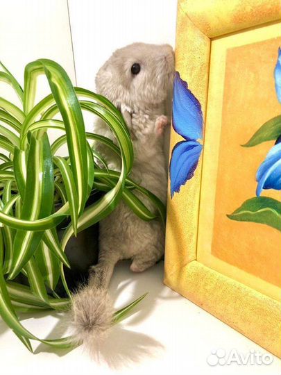 Шиншилла девочка