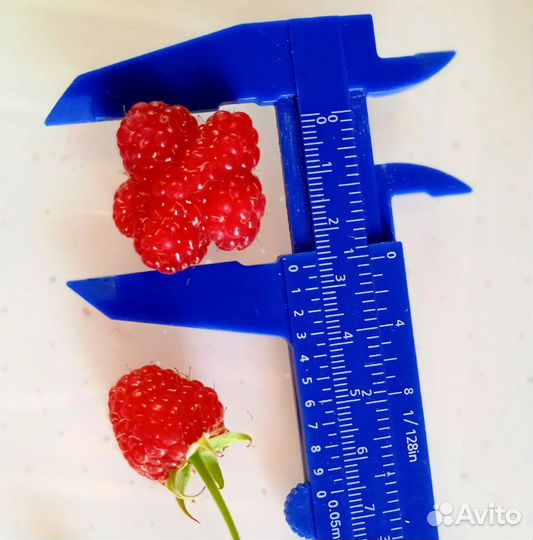 Малина ремонтантная саженцы 