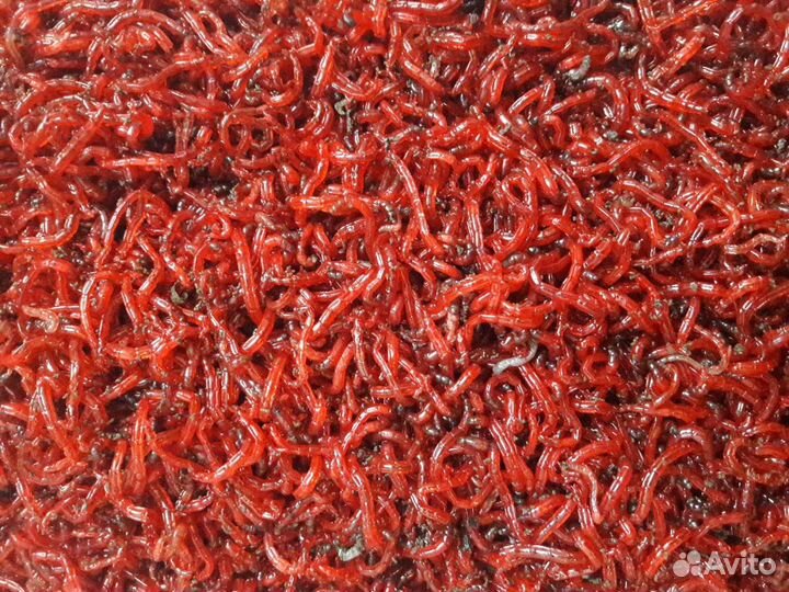 Мотыль оптом