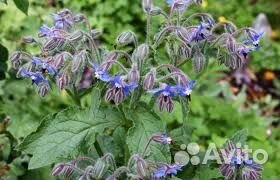 Лук декоративный и огуречная трава Бурачник