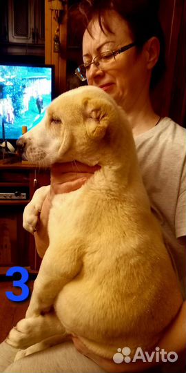 Щенки среднеазиатской овчарки