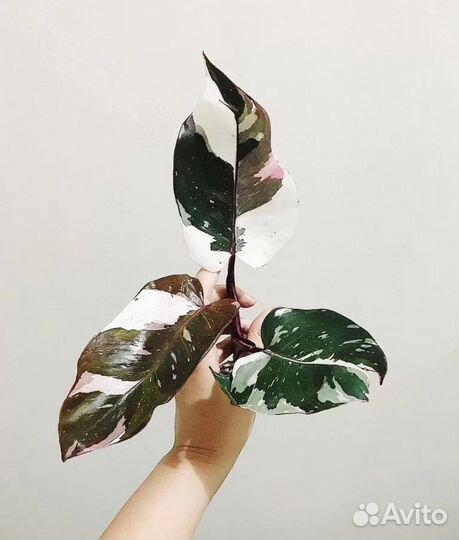 Филодендрон вайт кнайт