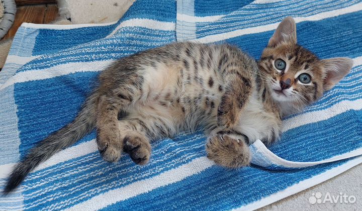 Котёнок очень ждёт тебя