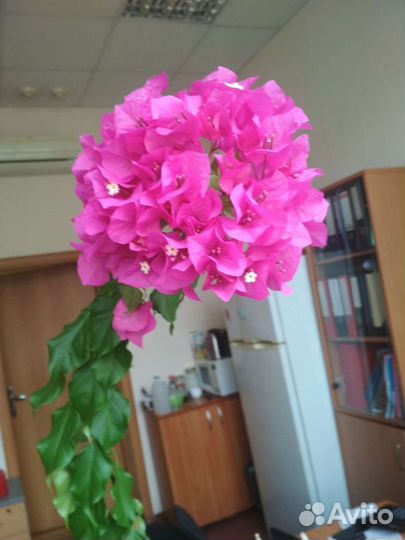 Бугенвилия