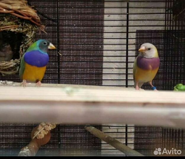 Амадины гульда желтые и природник