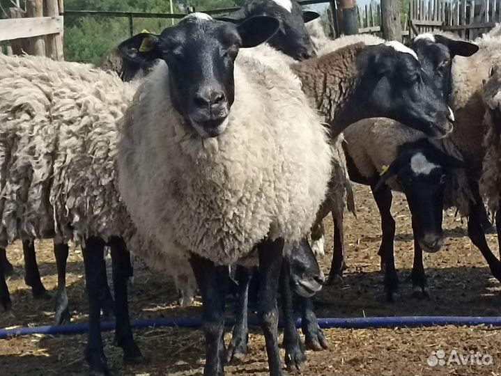 Овцы бараны ягнята романовские
