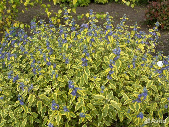 Кариоптерис