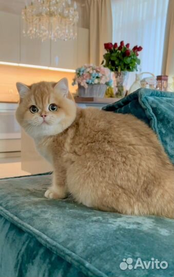 Роскошные золотые британские малыши