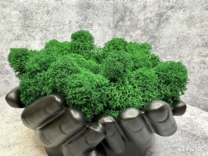 Кашпо руки со стабилизированным мхом