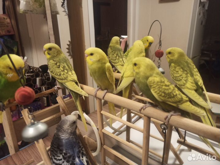 Птенцы волнистых попугаев