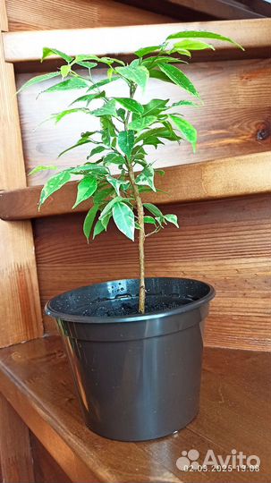 Фикус бенджамина