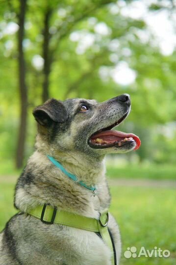 Собака из приюта в добрые руки