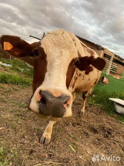 Продаем животных на племя и на мясо