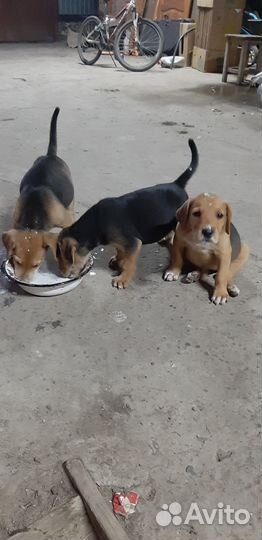 Щенки русской гончей