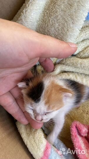 Котята породистые в добрые руки