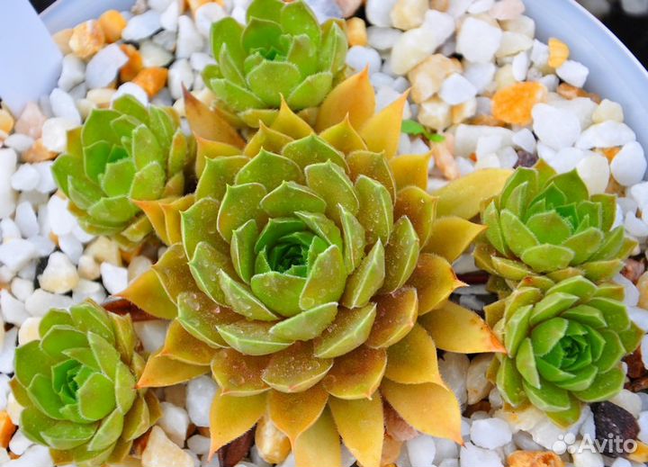 Молодило. Каменная Роза