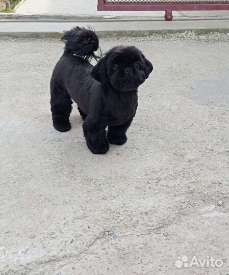 Предлагается кобель ши-тцу для вязки