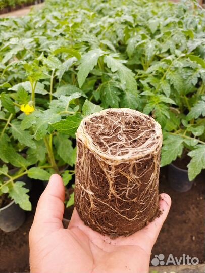 Рассада помидор и огурцов