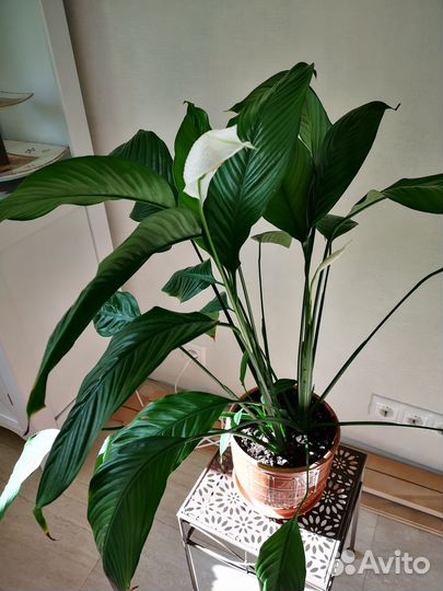 Комнатные растения цветы большие