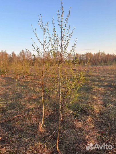 Саженцы березы 1-1.5м зкс