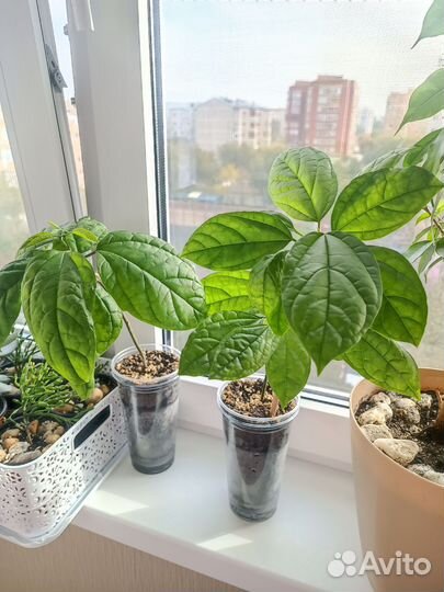 Клеродендрум