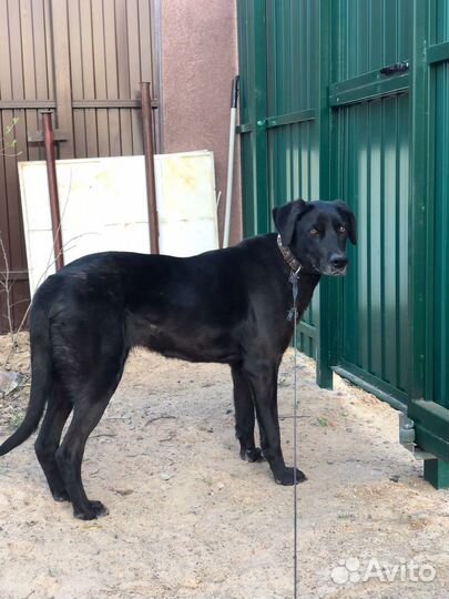 Собаки бесплатно в добрые руки