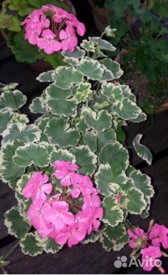 Продам пеларгонии и эписции