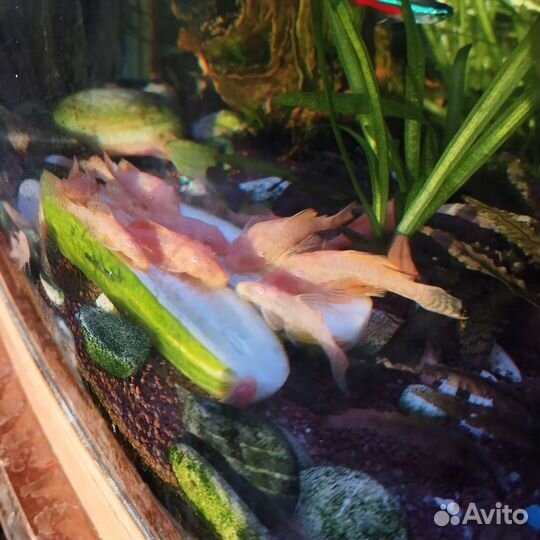 Аквариумные рыбки