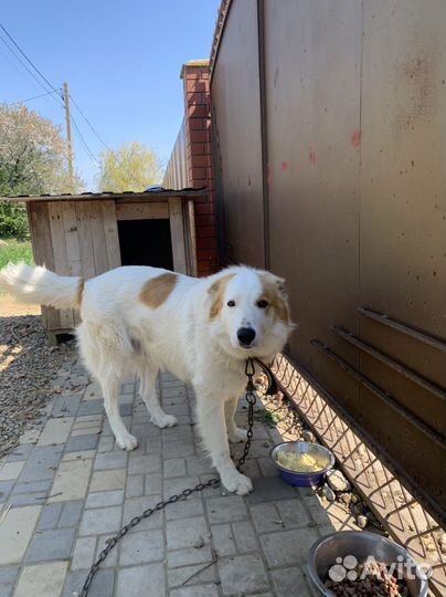 Крупный добрый умный пес