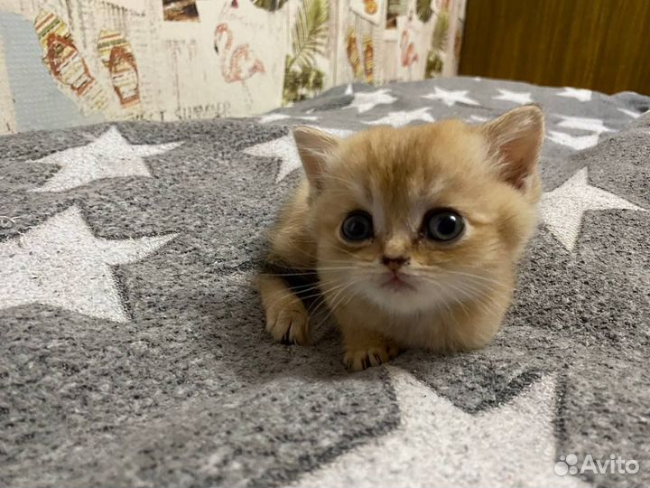 Золотые котята
