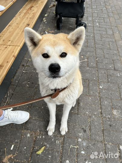 Щенки акита ину