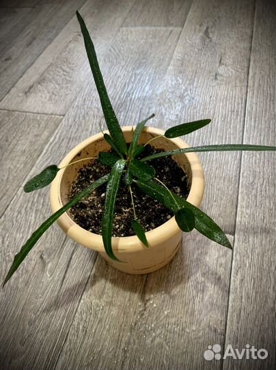 Кротон мать и дочь