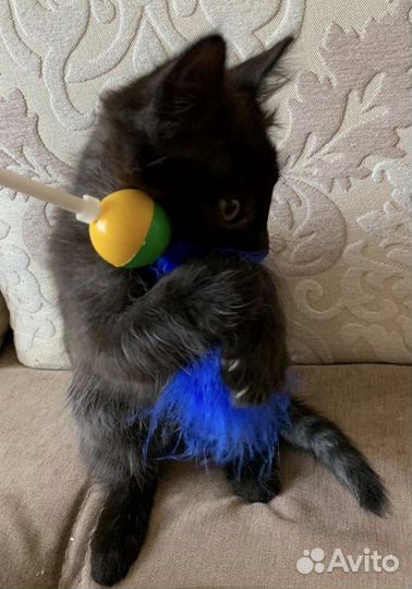 Котята Черные Пантерки в дар