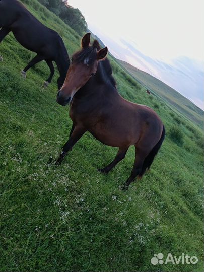 Кобыла с жеребенком