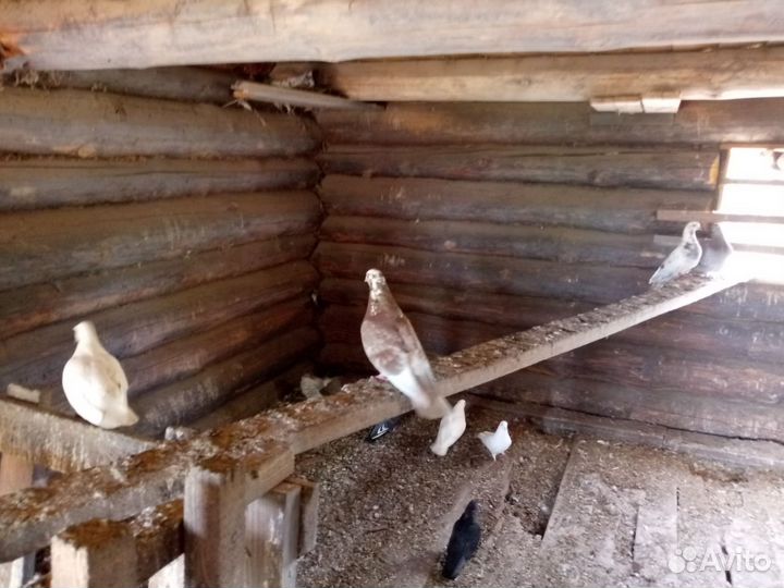 Голуби