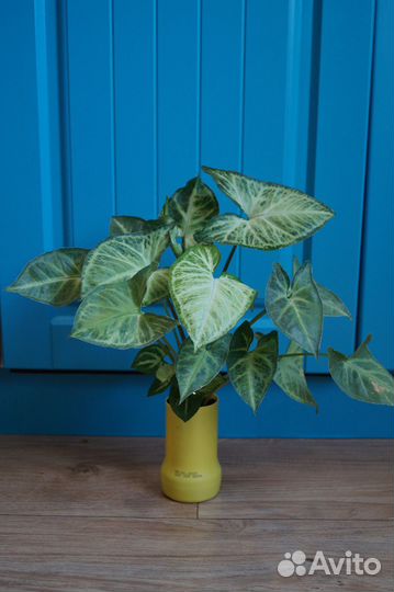 Сингониум кустовой