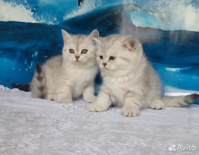 Вислоухие и прямоухие котята серебристые