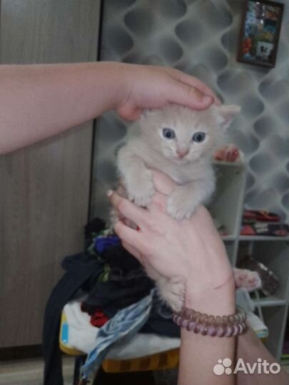 Котята бесплатно