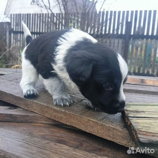 Щенки бесплатно