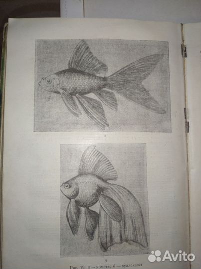 М.Н. Ильин. Аквариумное рыбоводство. 1965 год