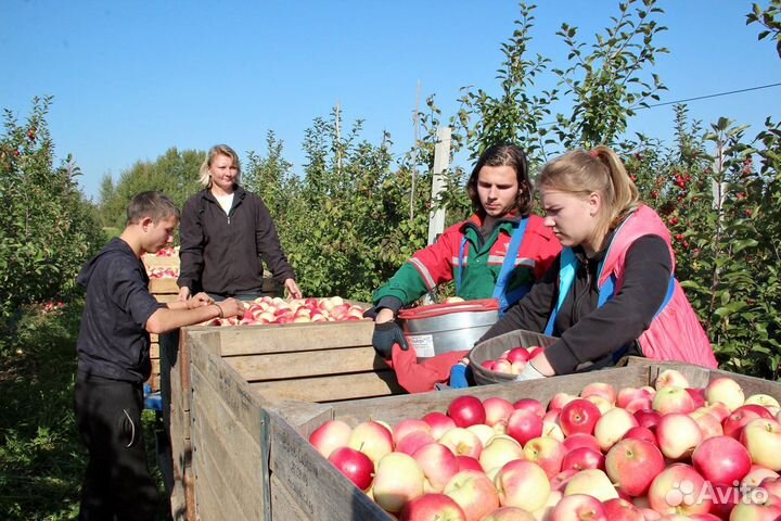 Работник по сборке яблок